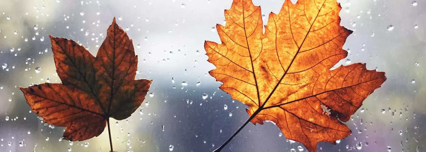 Autumn Window Cleaning