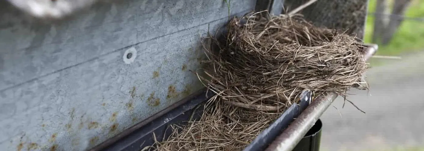 Guarding Your Gutters From Birds’ Nests