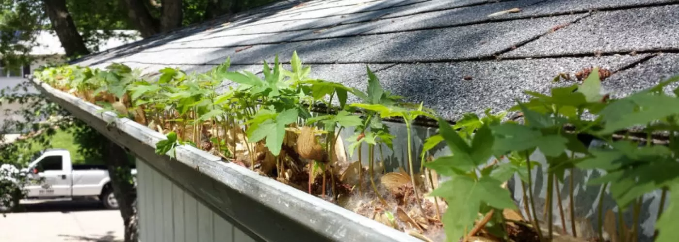 Gutter Cleaning Season Is Here