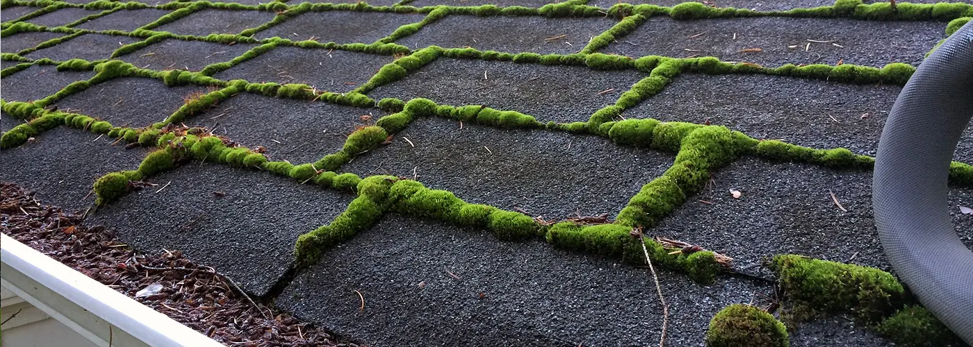 If you live in Belmont MA check out your roof for moss and lichen