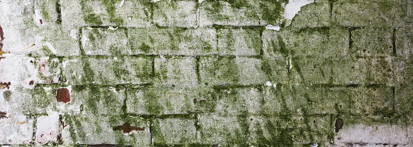 Preventing and Removing Mold, Mildew, and Dirt