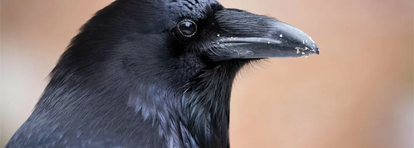 Raven’s Window Cleaning