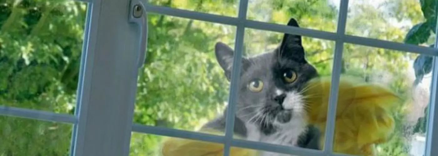 Window Cleaning