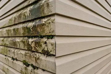 Before the first freeze: How trapped organic growth damages siding over winter - HiCleaners Before the first freeze: How trapped organic growth damages siding over winter