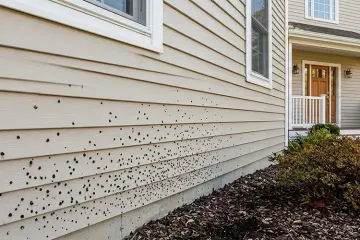 Can exterior house washing remove artillery fungus?